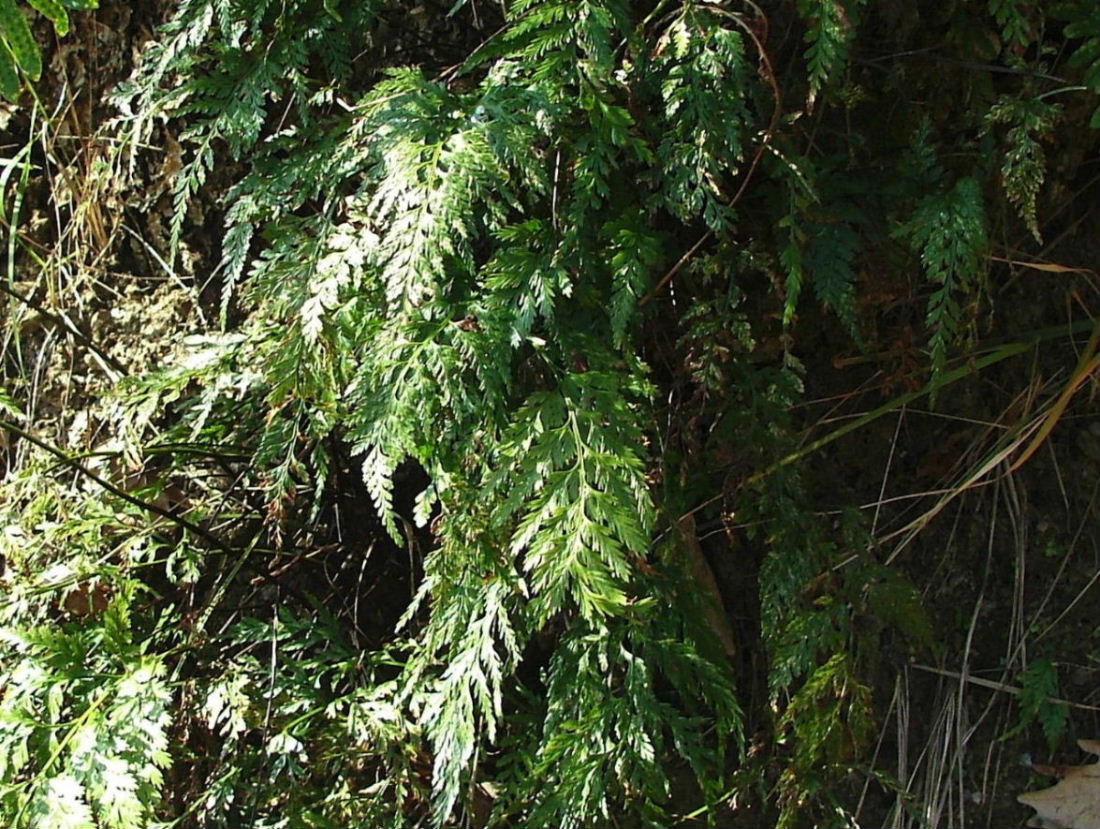 Asplenium onopteris