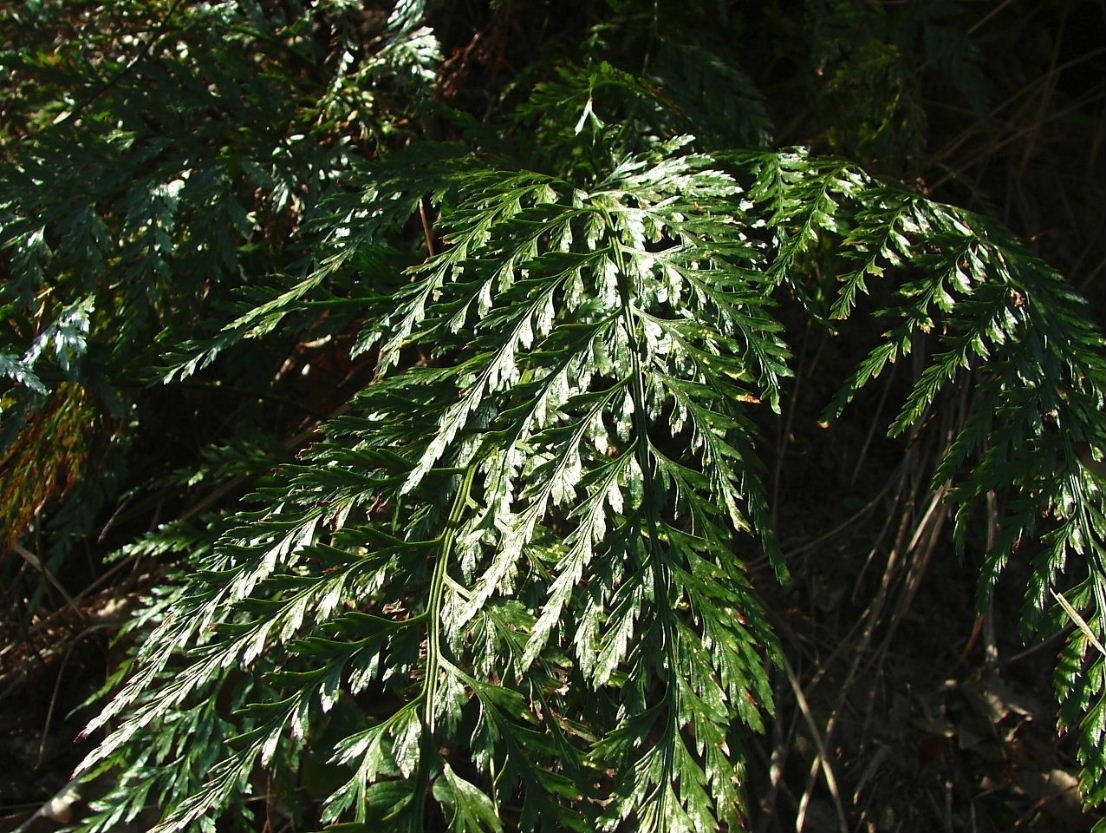 Asplenium onopteris