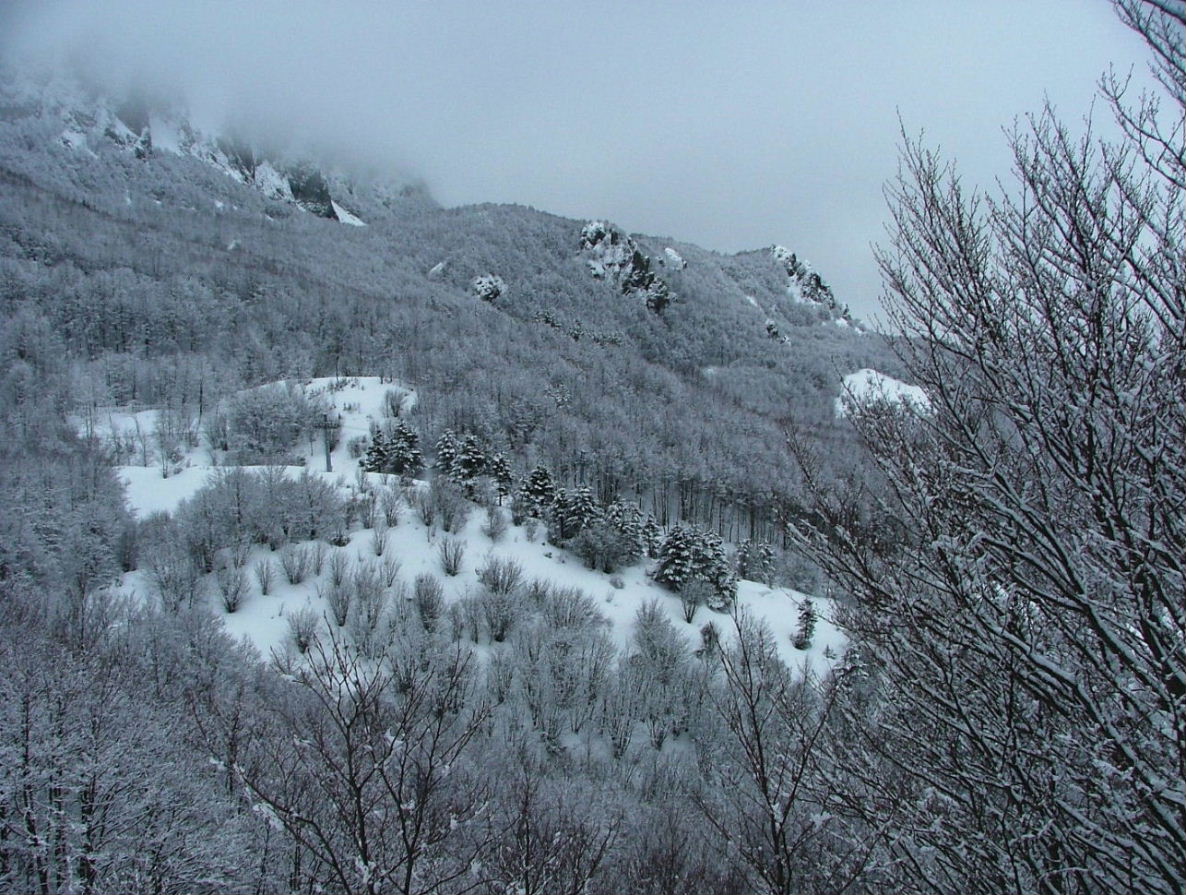 Alberi d''inverno... un invito