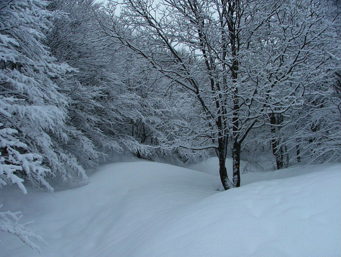 Alberi d''inverno... un invito