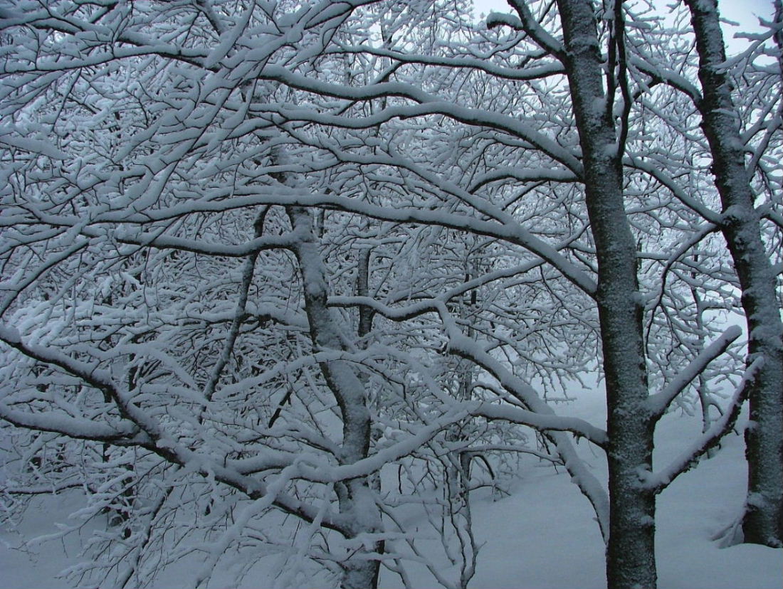 Alberi d''inverno... un invito