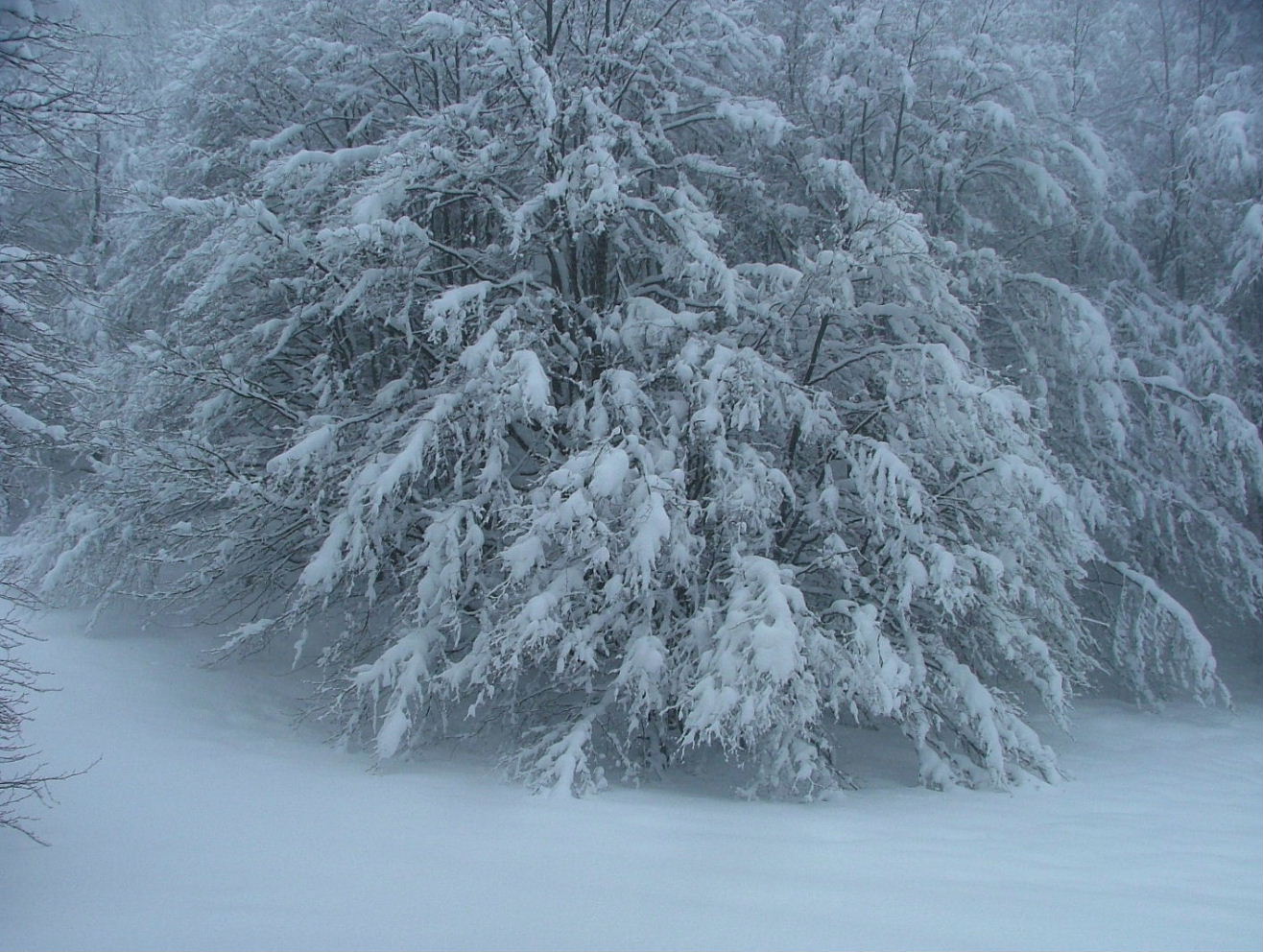 Alberi d''inverno... un invito