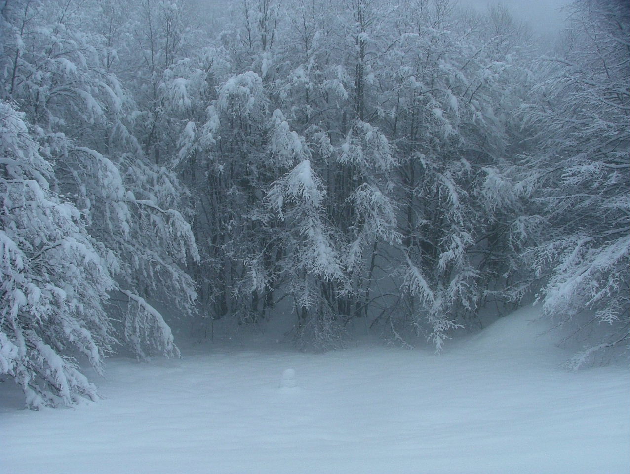 Alberi d''inverno... un invito