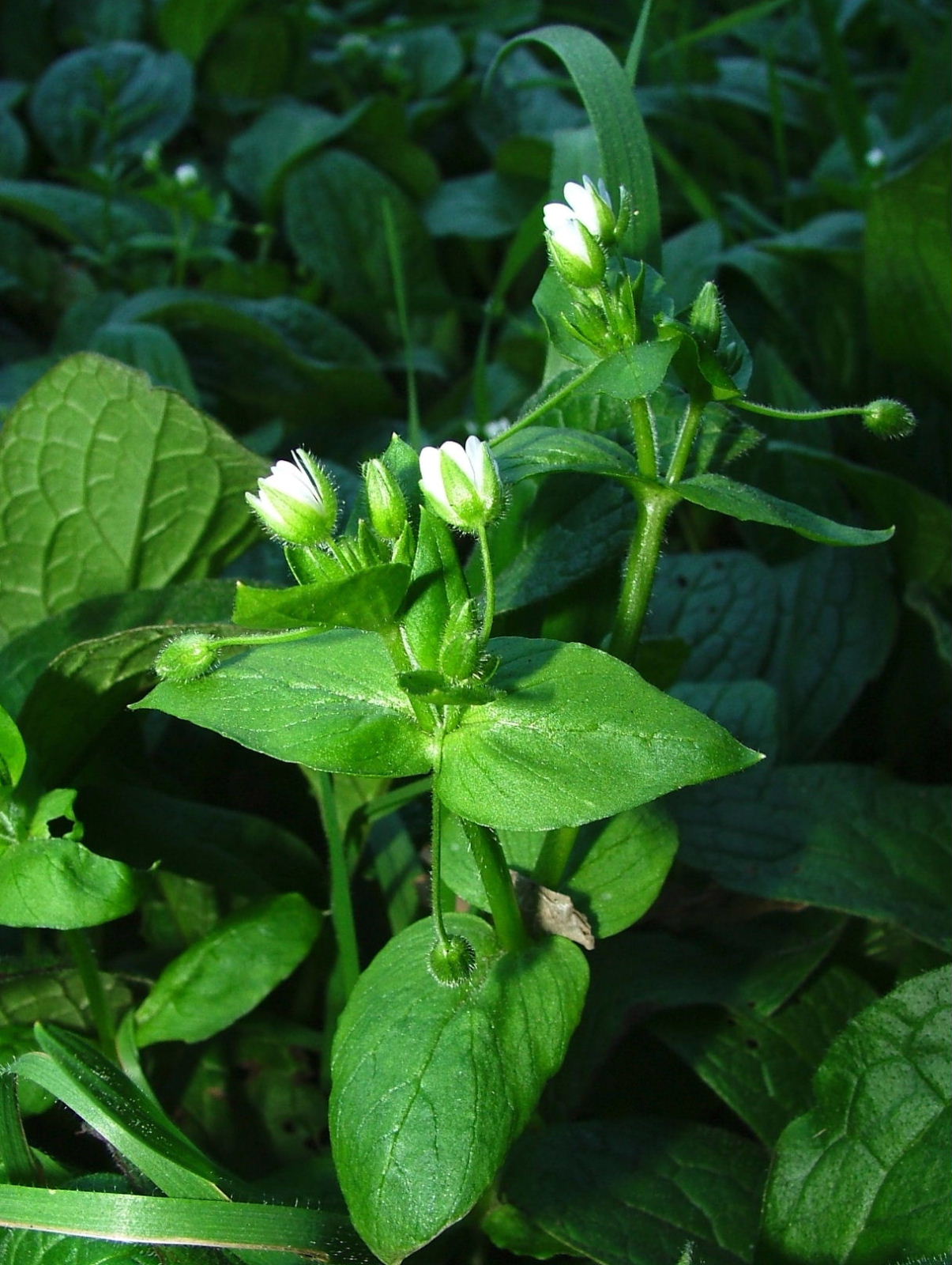 Cariofillacea - Stellaria media