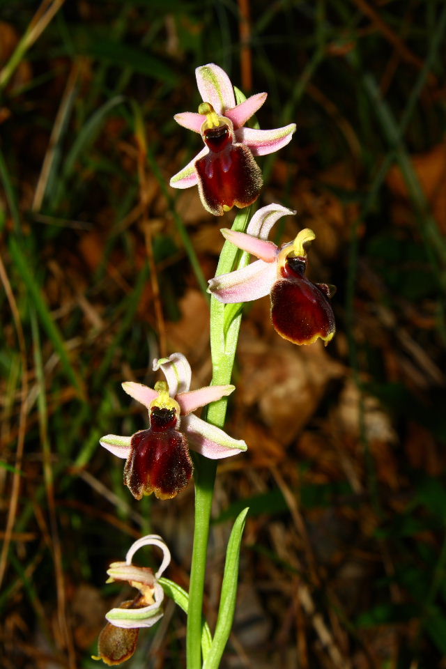 Ophrys tyrrhena?