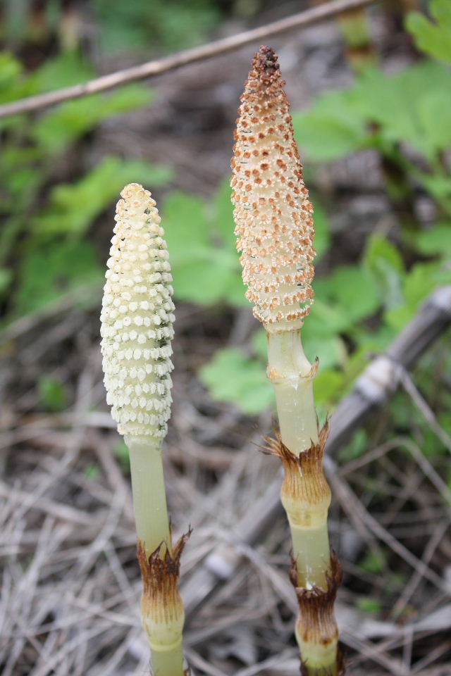 Equisetum telmateja