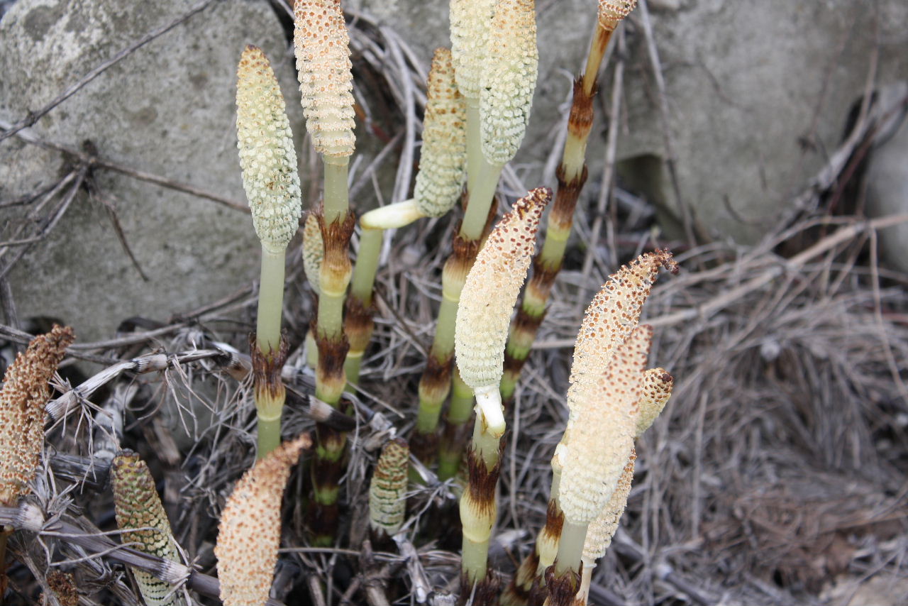 Equisetum telmateja