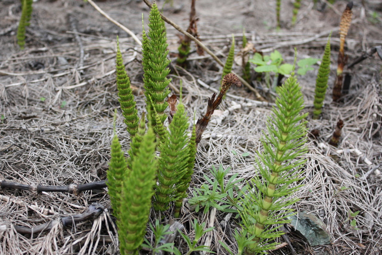 Equisetum telmateja