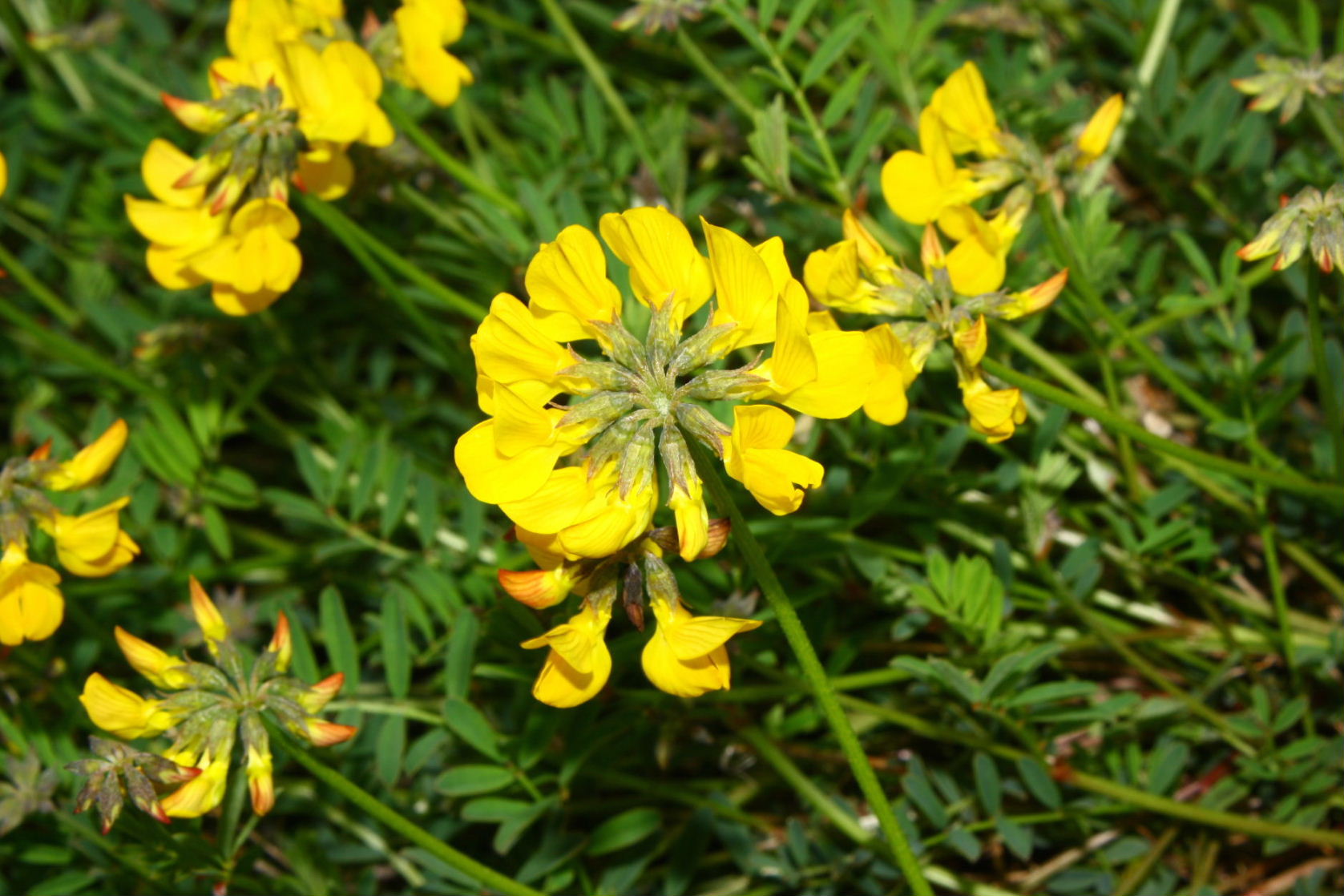 Hippocrepis comosa