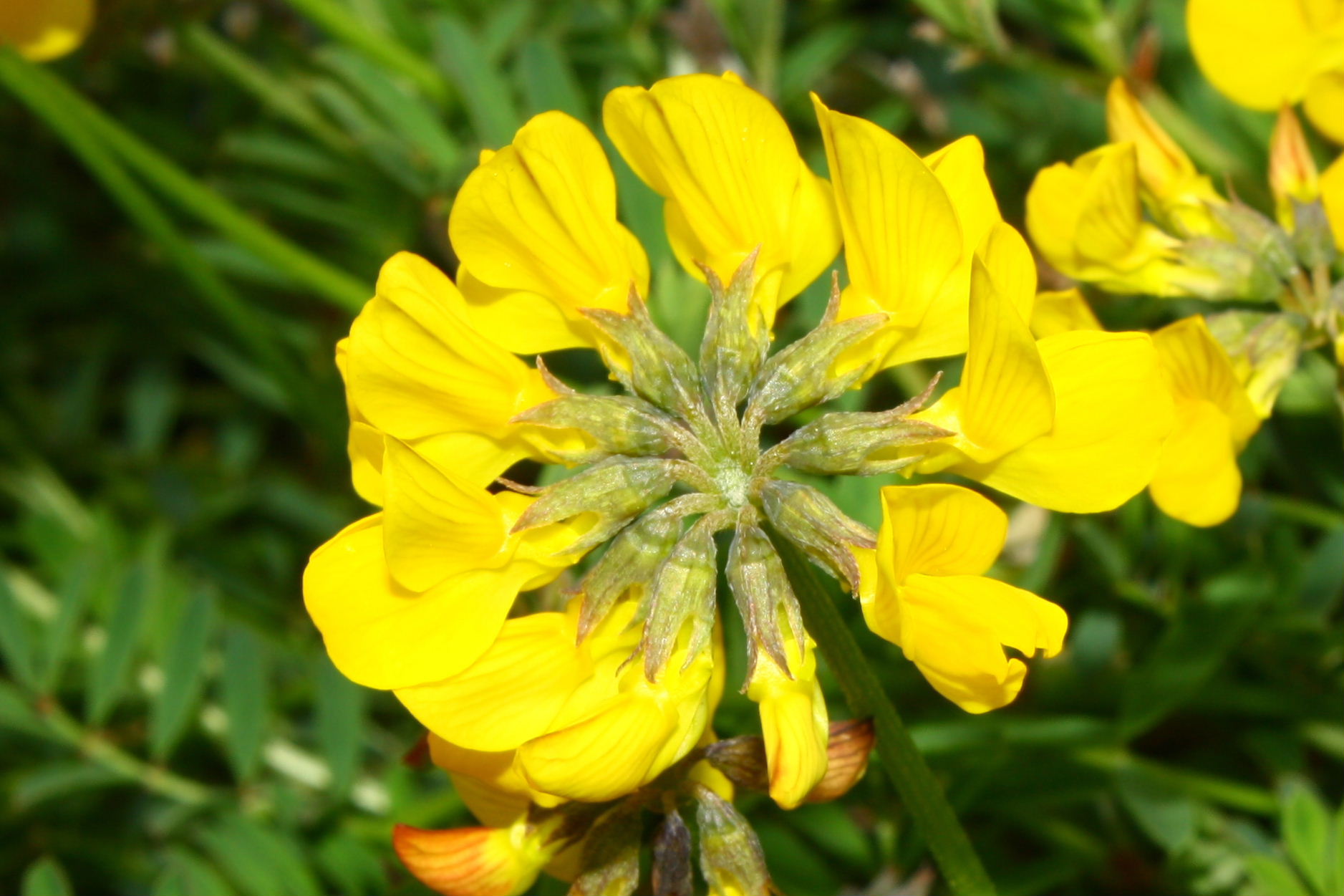 Hippocrepis comosa