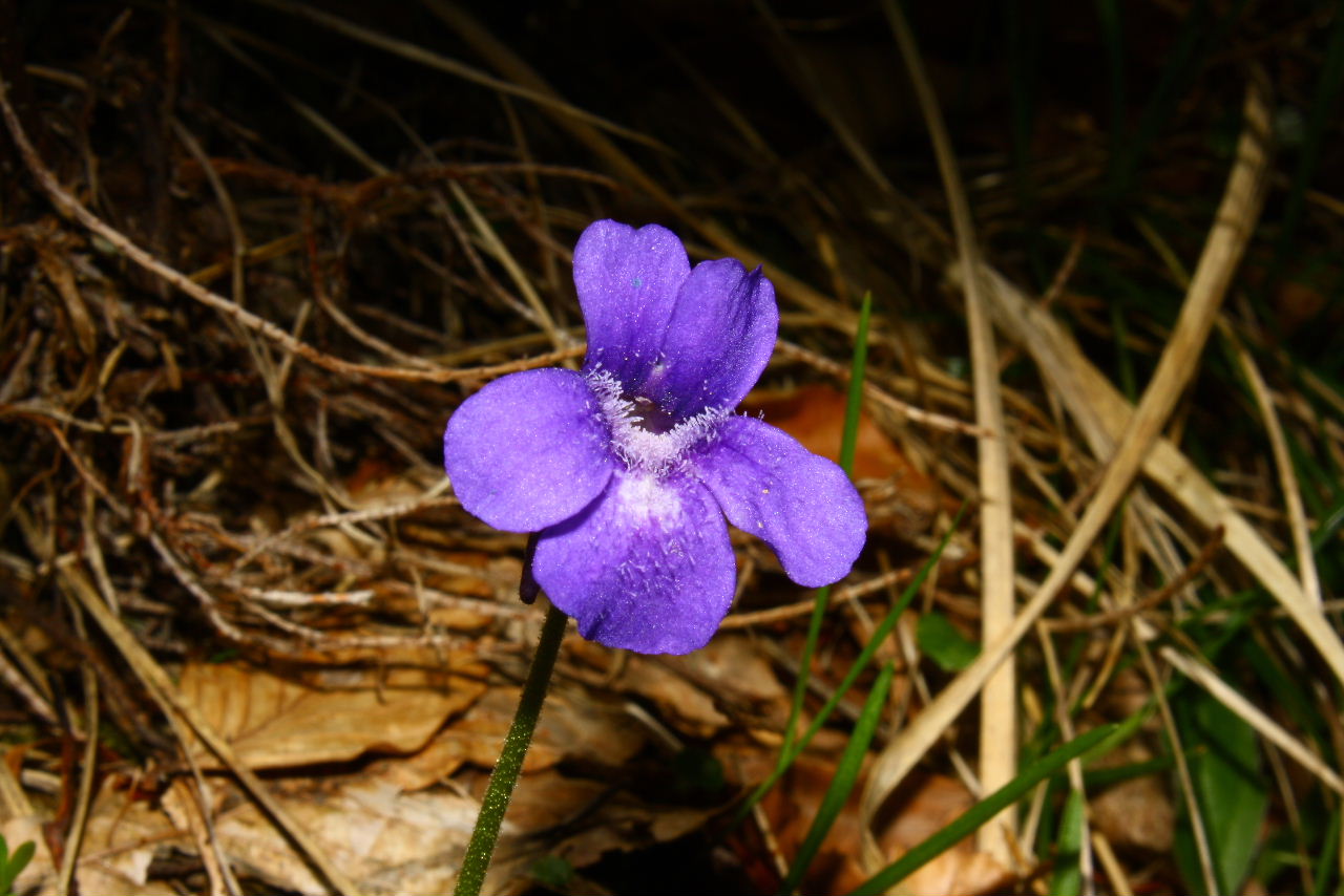 Apuane (MS) :  Pinguicula mariae / Pinguicola  Maria