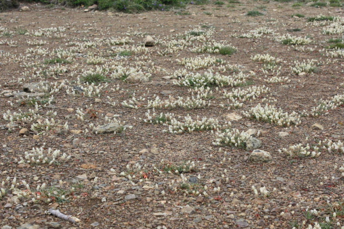 Sesamoides interrupta / Reseda pigmea