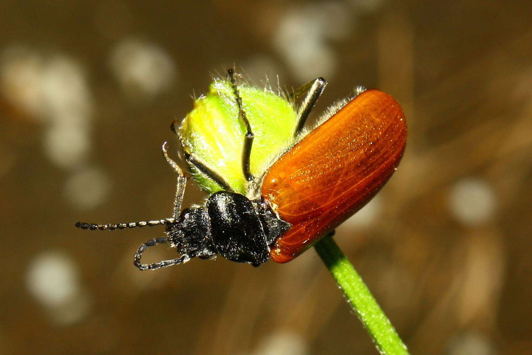 Omophlus sp. (Tenebrionidae)