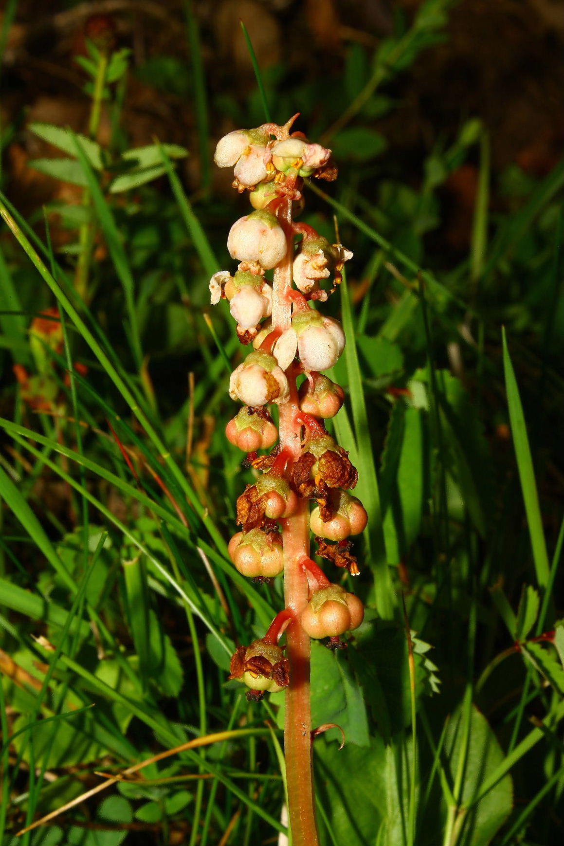 Pyrola minor  / Piroletta minore