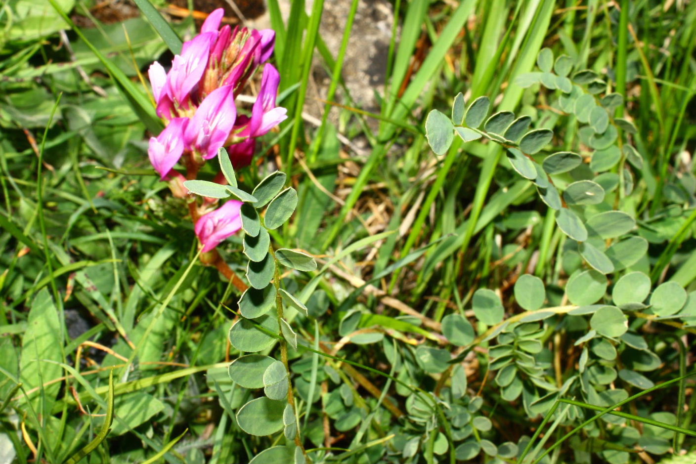 Astragalus monspessulanus