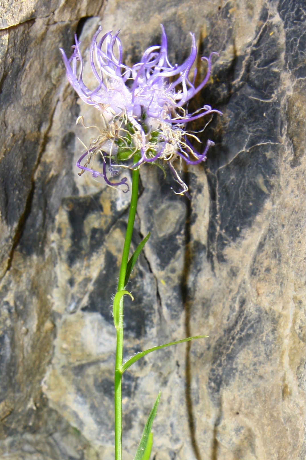 Phyteuma charmelii / Raponzolo di Charmeil