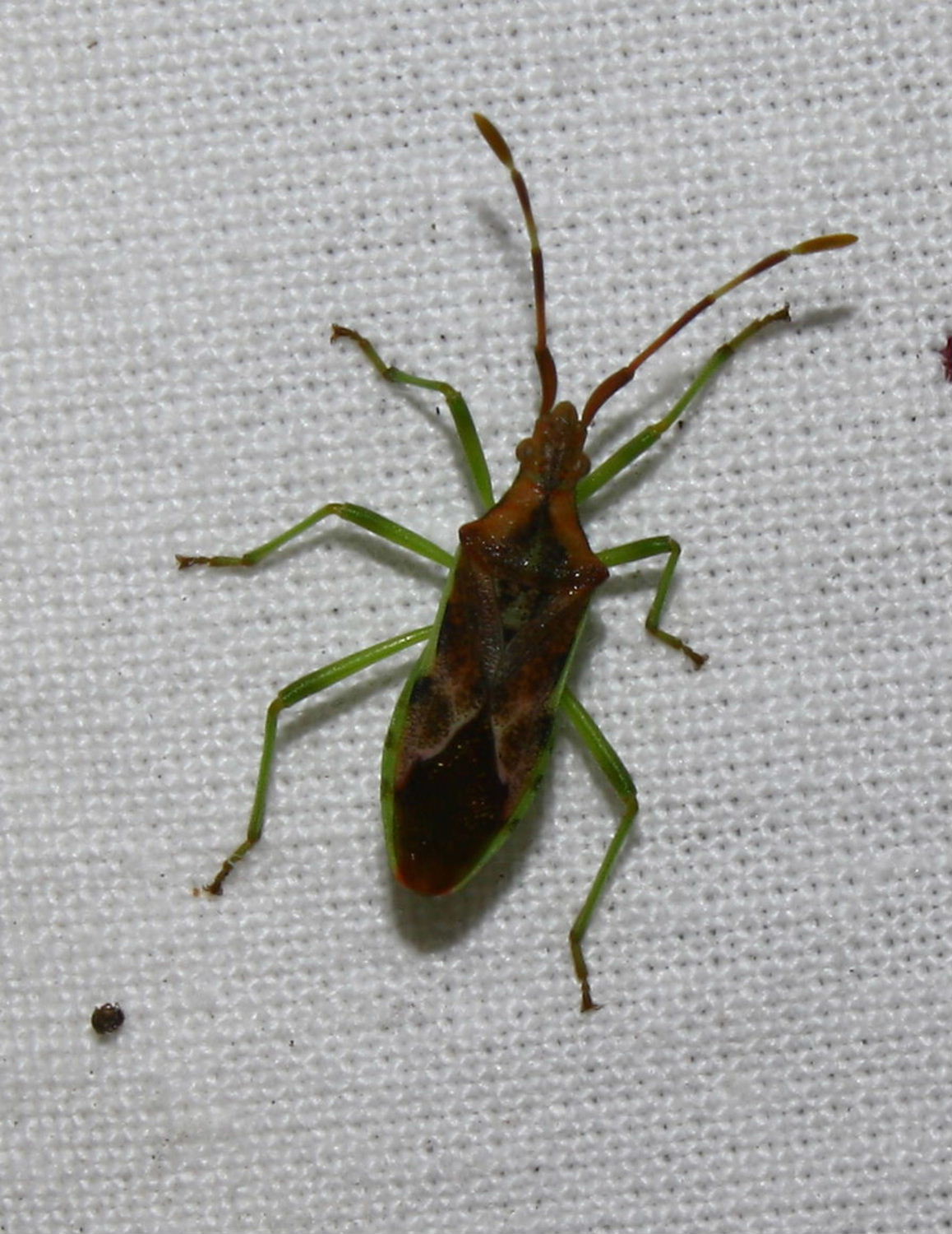 Coreidae: Gonocerus juniperi di Monzone (MS)