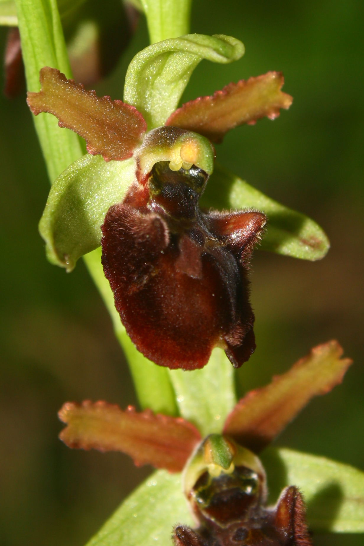 Ophrys sphegodes da determinare-1