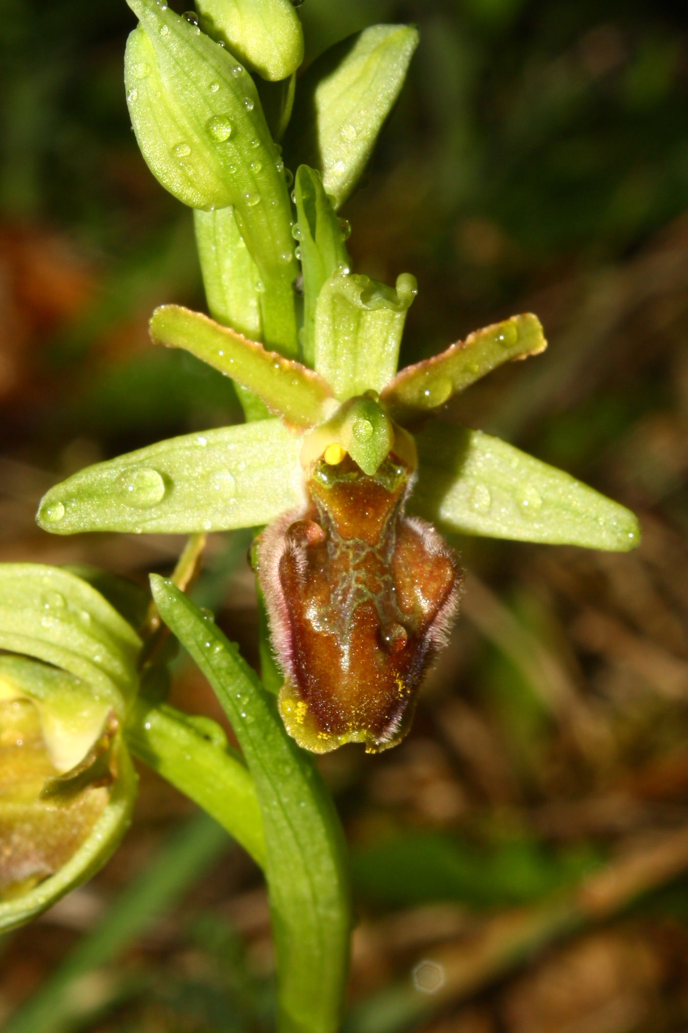 Ophrys sphegodes da determinare-1