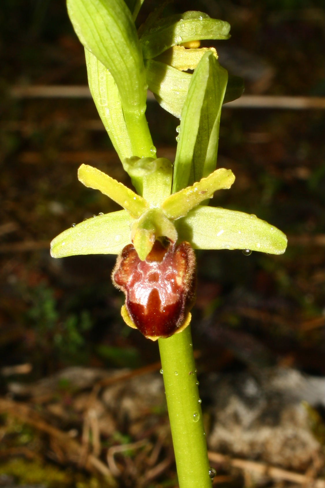 Ophrys sphegodes da determinare-1