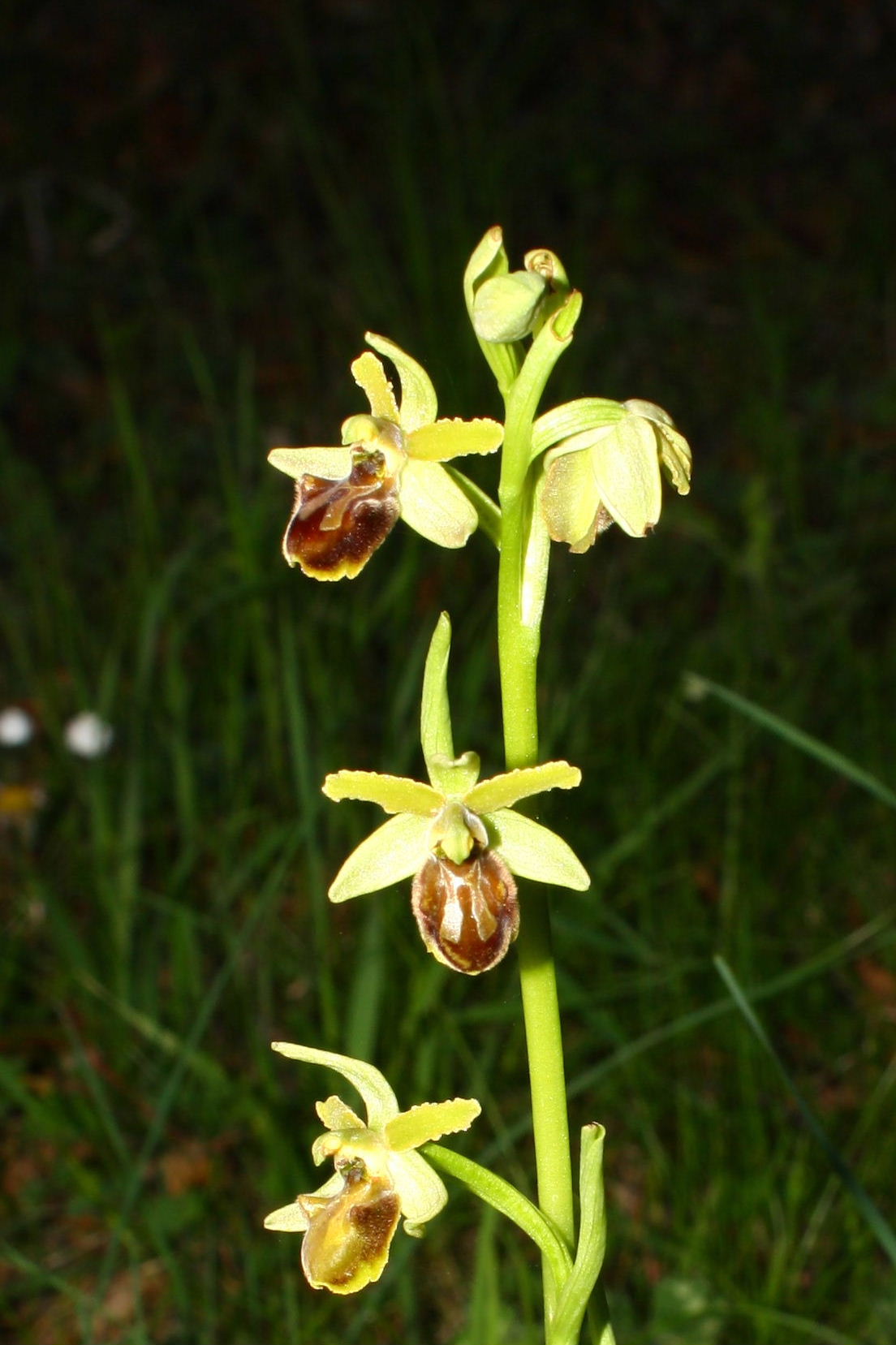 Ophrys sphegodes da determinare-1