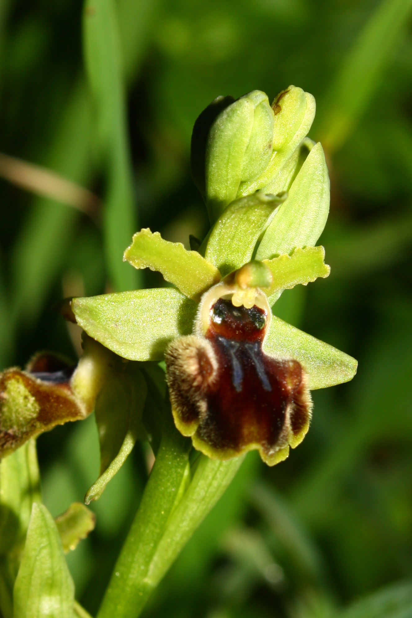 Ophrys sphegodes da determinare-1