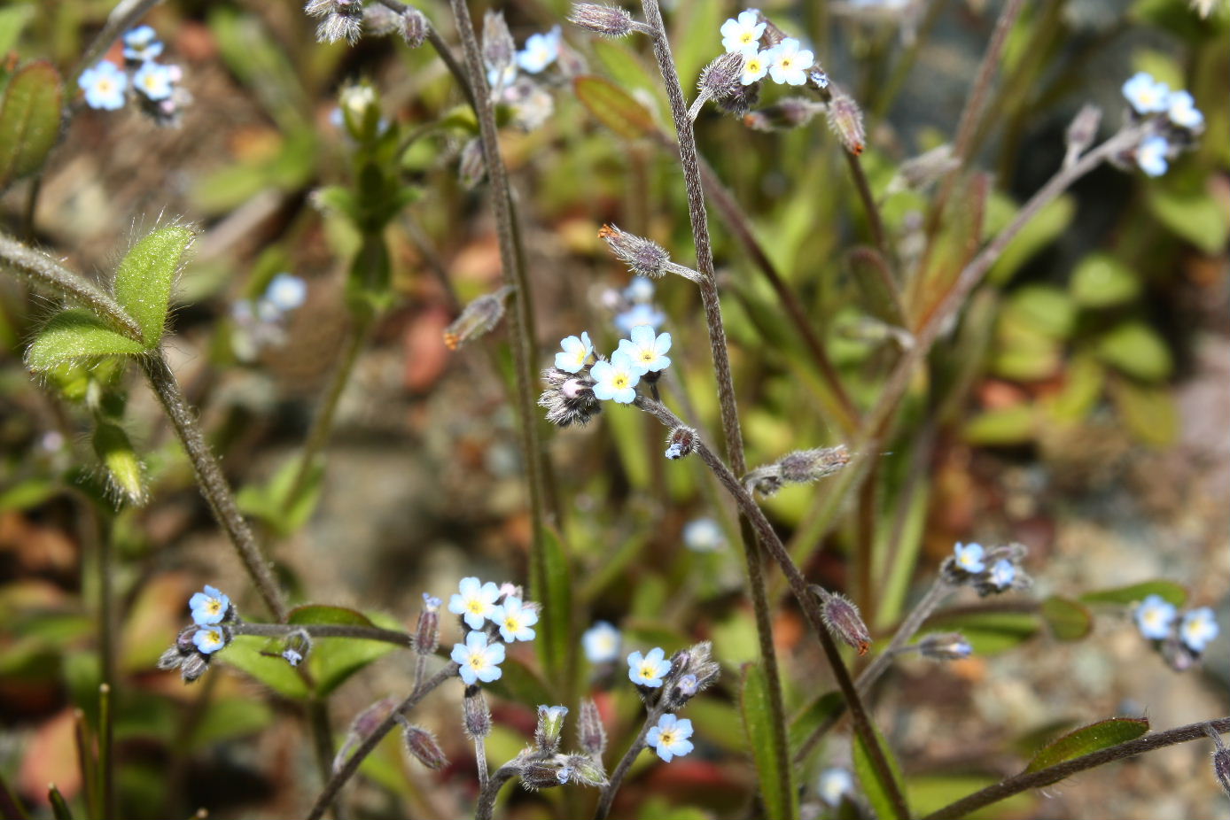 Myosotis da determinare ?