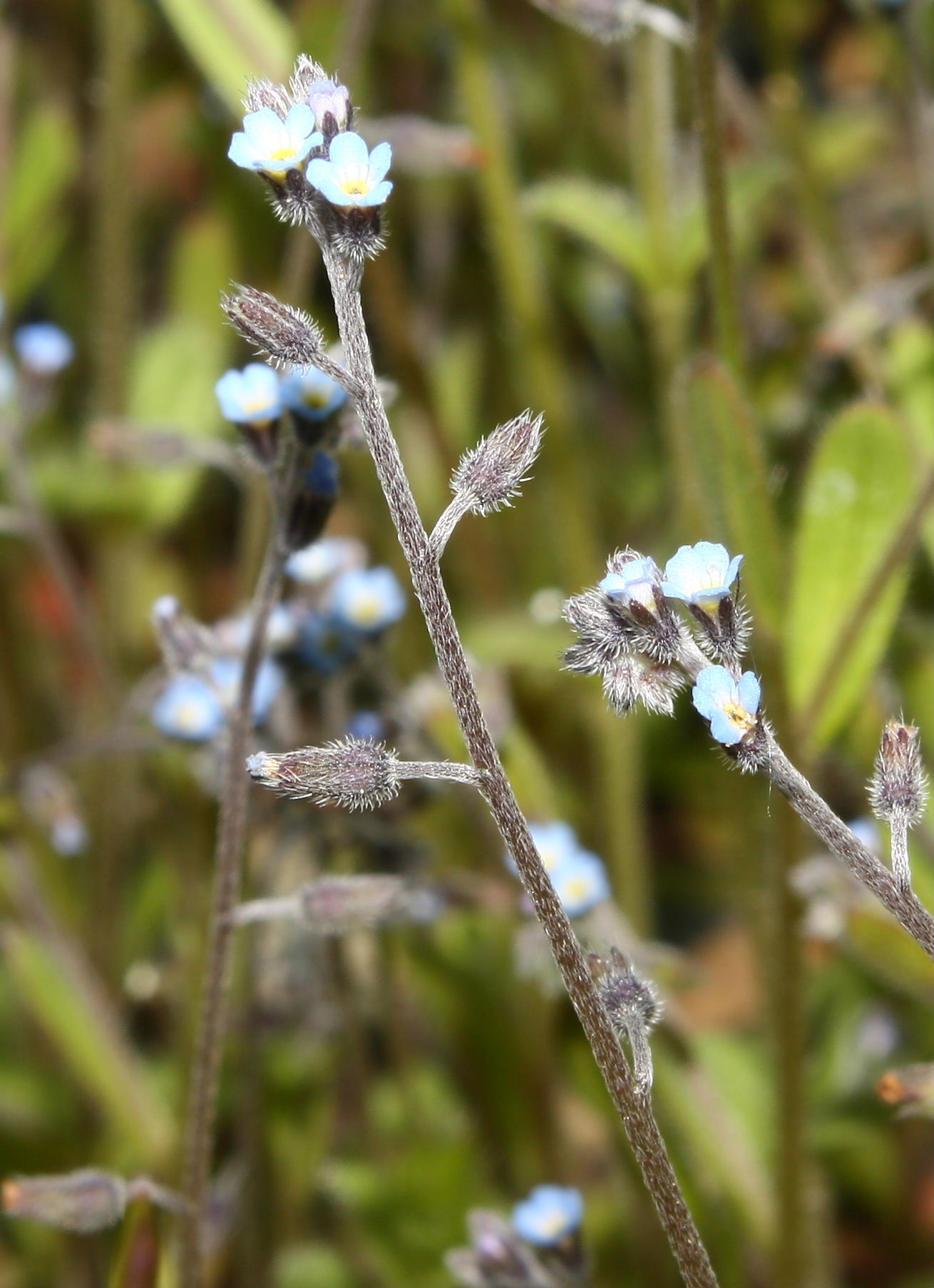 Myosotis da determinare ?