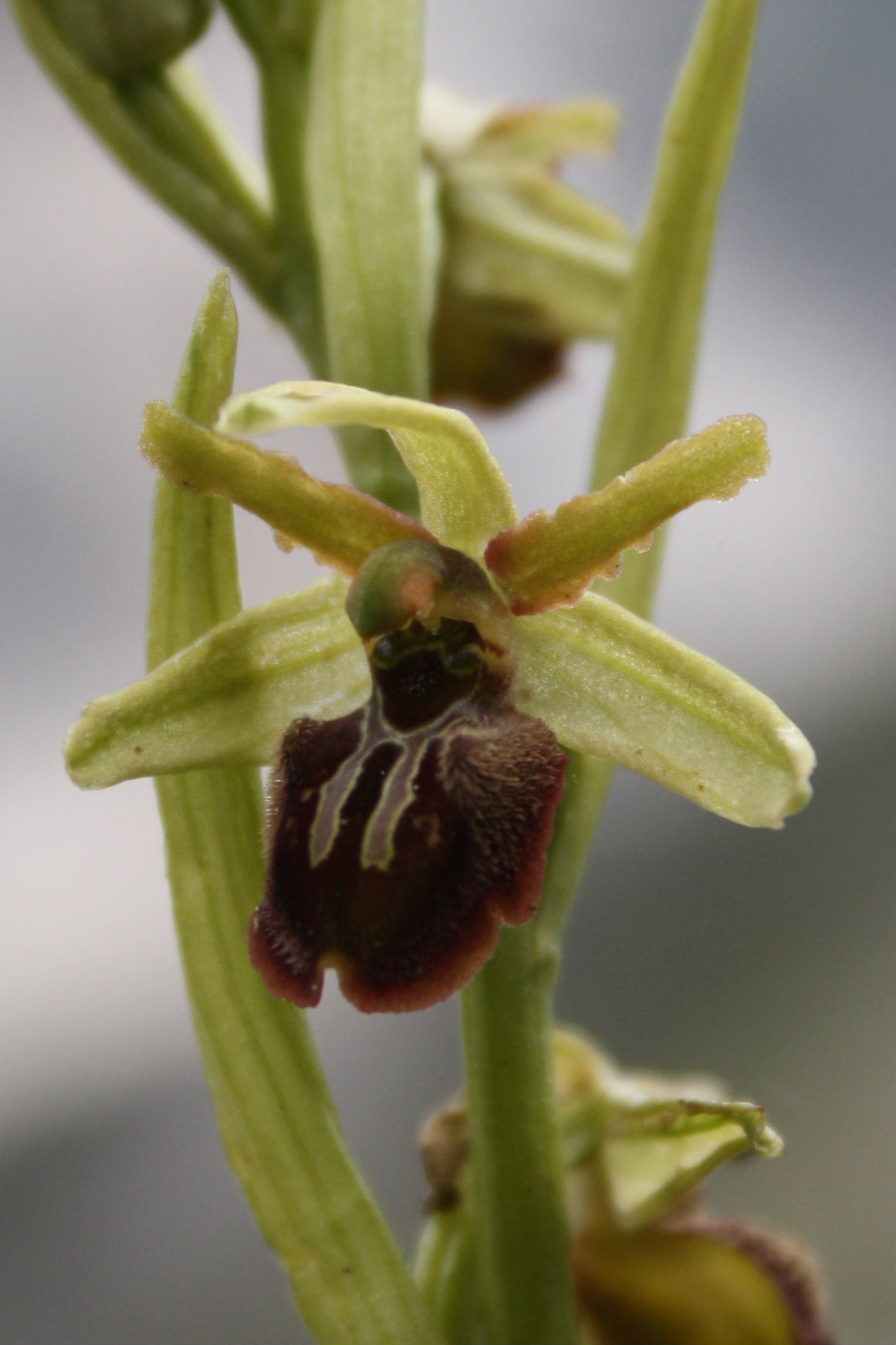 Ophrys sphegodes da determinare-2