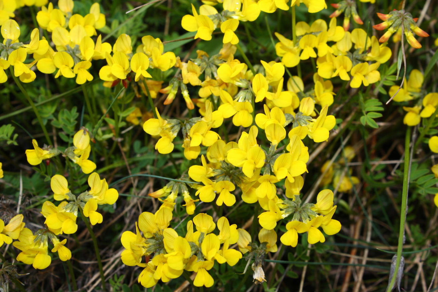 Hippocrepis comosa