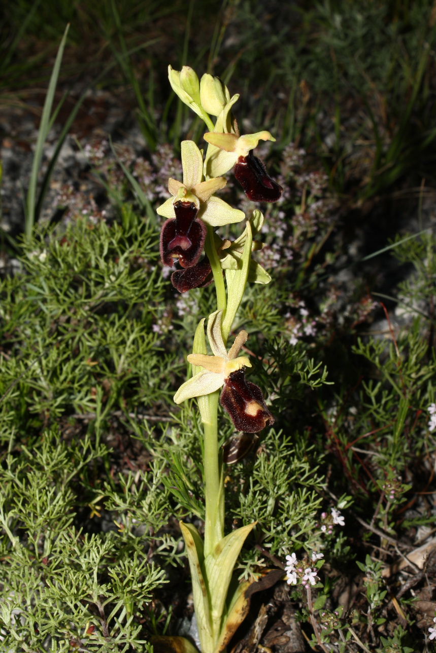 Ophrys benacensis x Ophrys ligustica ???