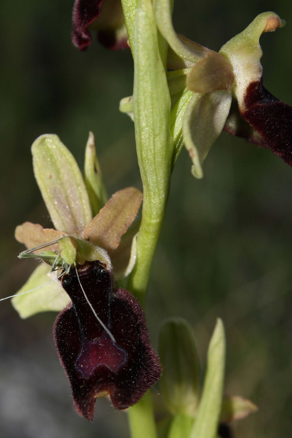 Ophrys benacensis x Ophrys ligustica ???