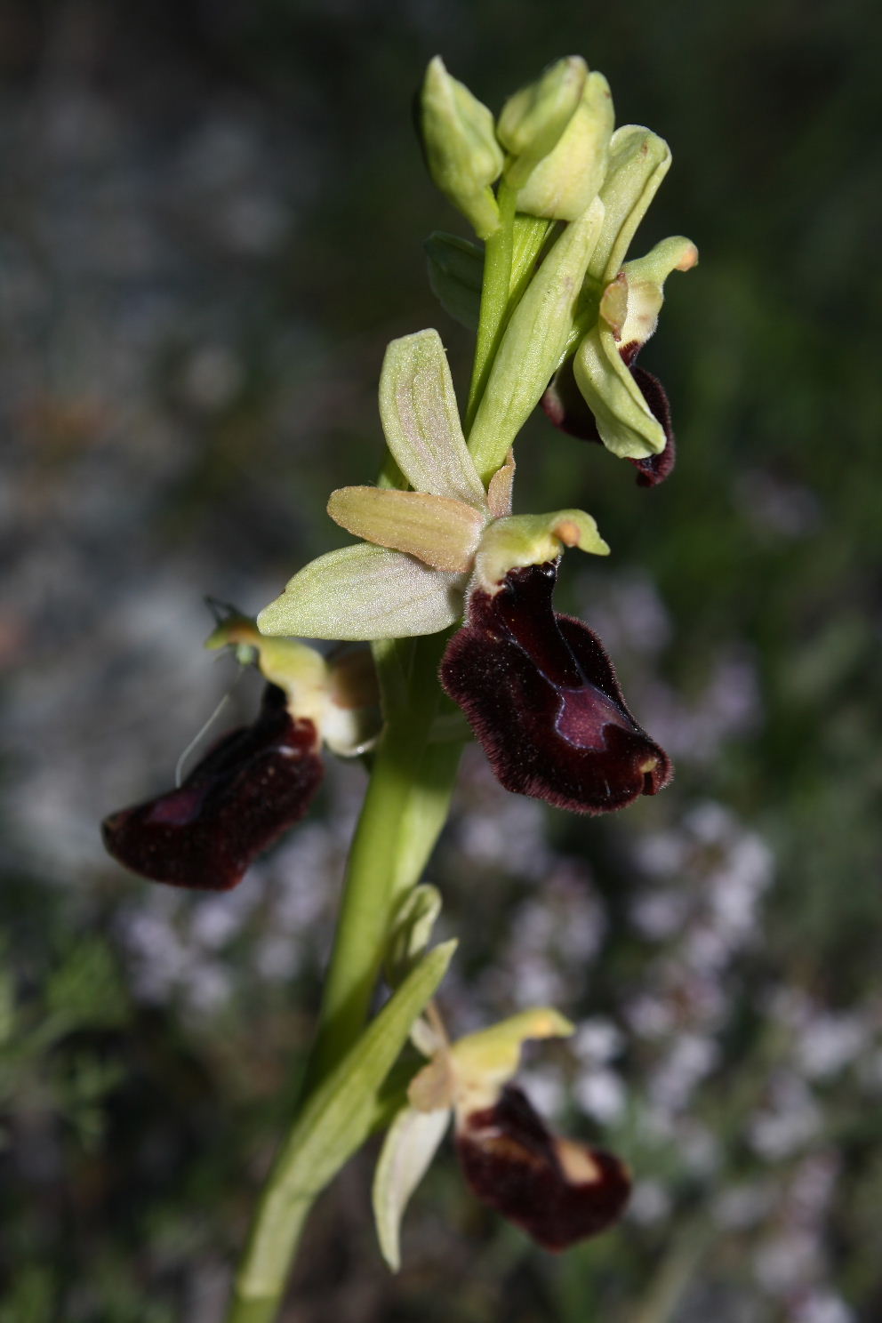 Ophrys benacensis x Ophrys ligustica ???