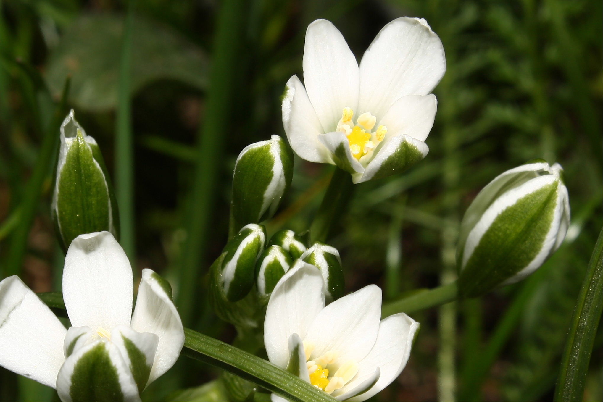 Ornithogalum monticolum / Latte di gallina montano