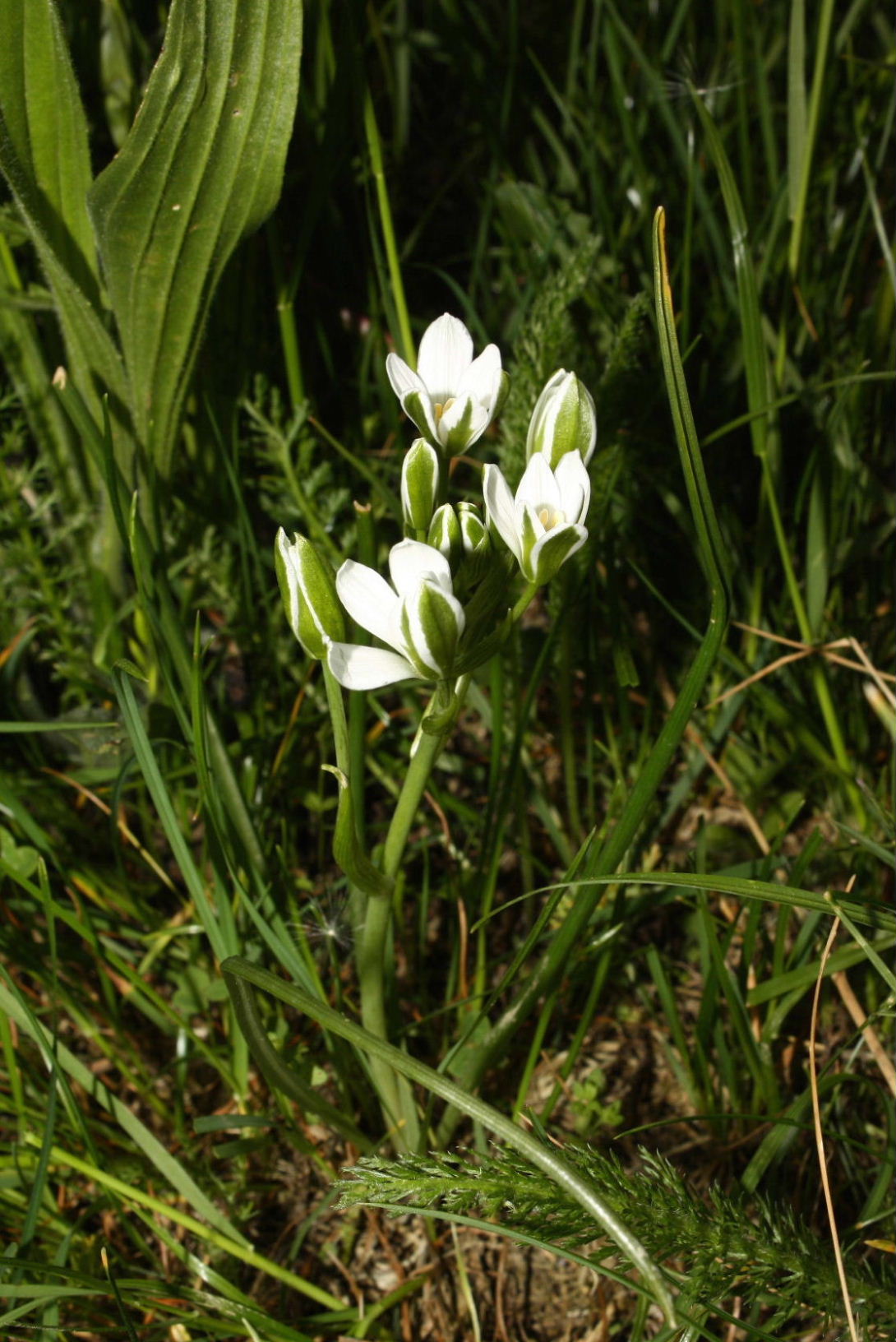 Ornithogalum monticolum / Latte di gallina montano