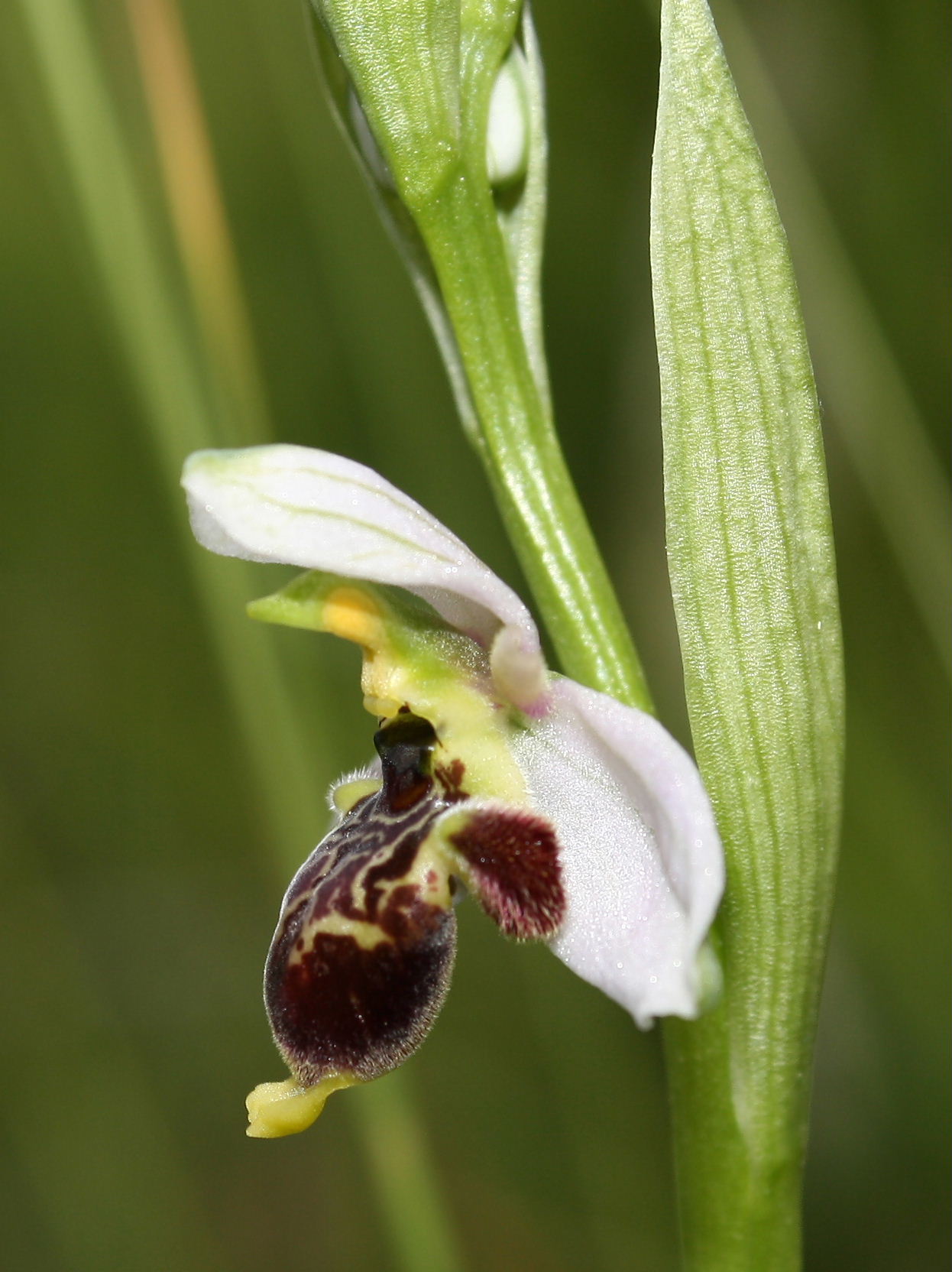 Ophrys fuciflora/holosericea-tetraloniae ???