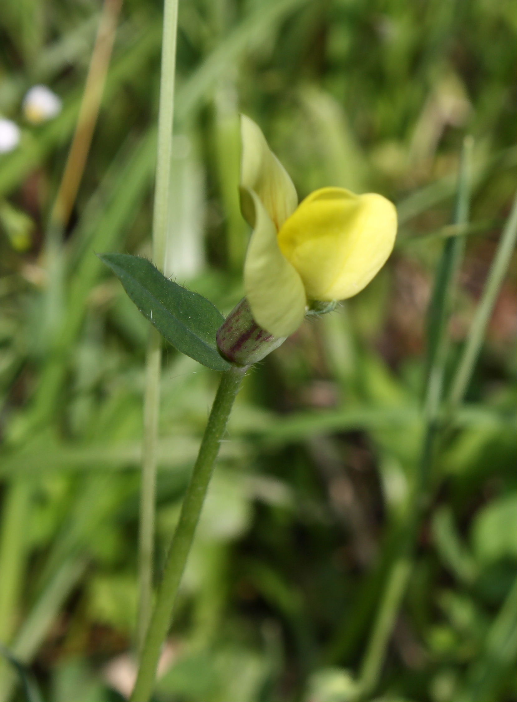 Sanbuco (CN) : Lotus maritimus