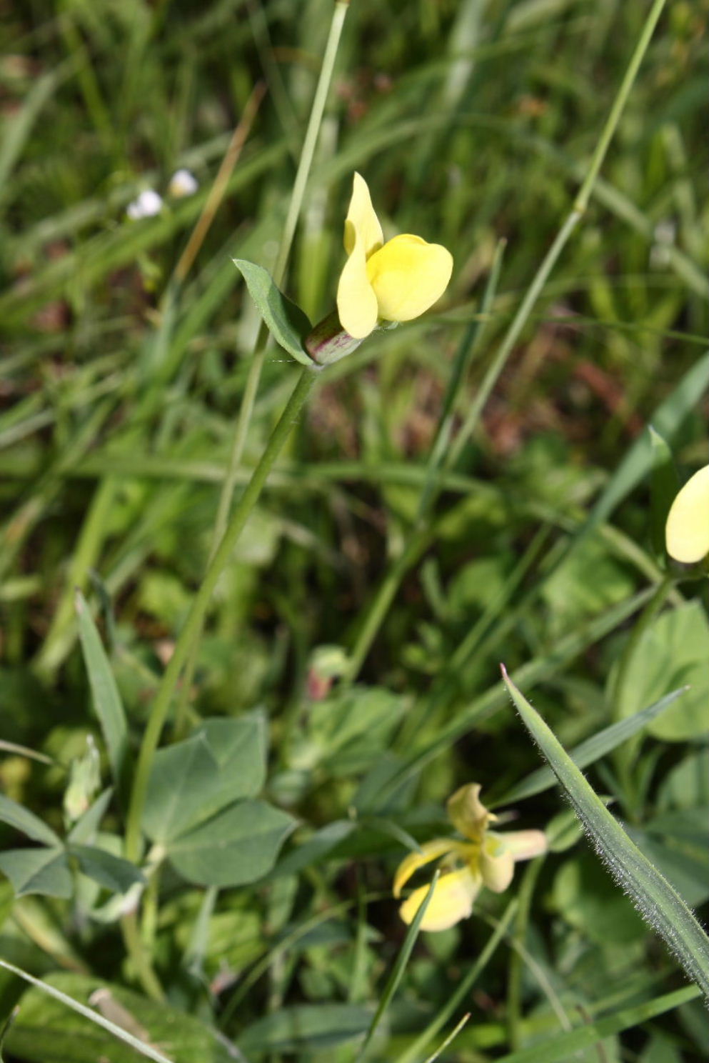 Sanbuco (CN) : Lotus maritimus