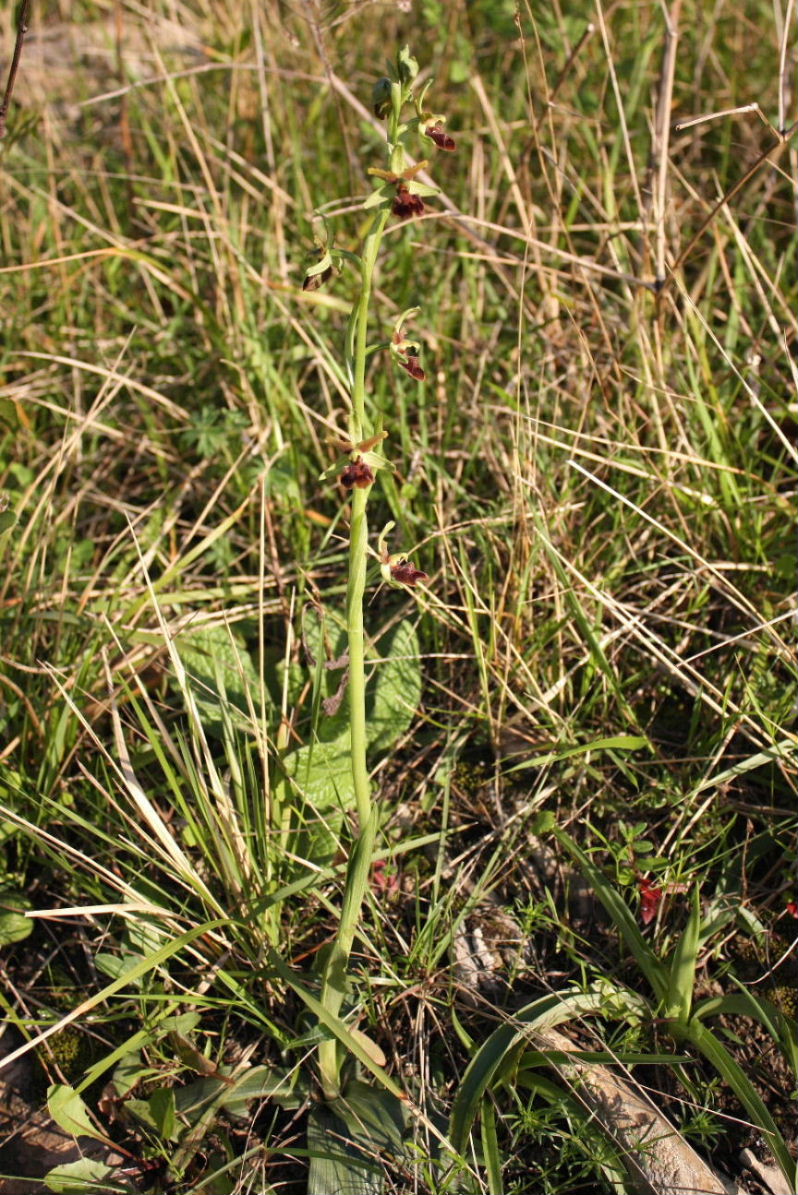 Ibrido Ophrys sphegodes ???