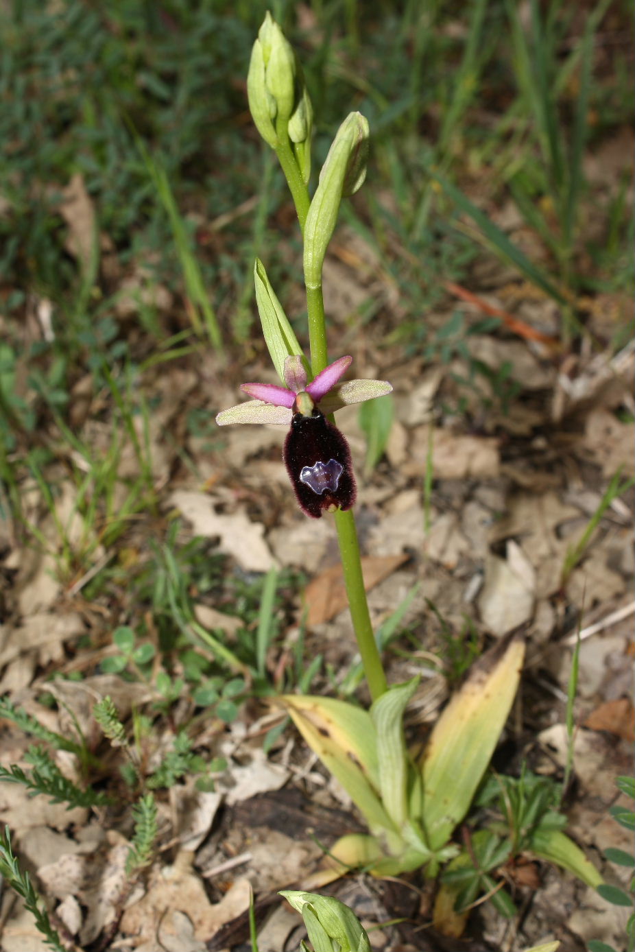 Ophrys romolinii ??