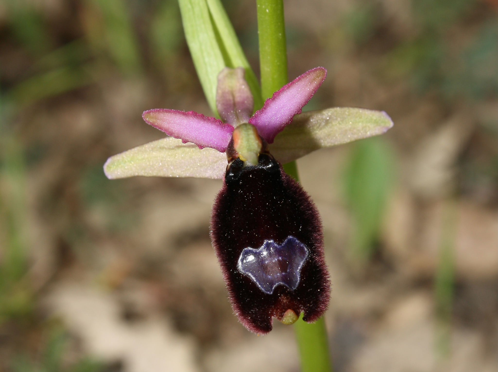 Ophrys romolinii ??