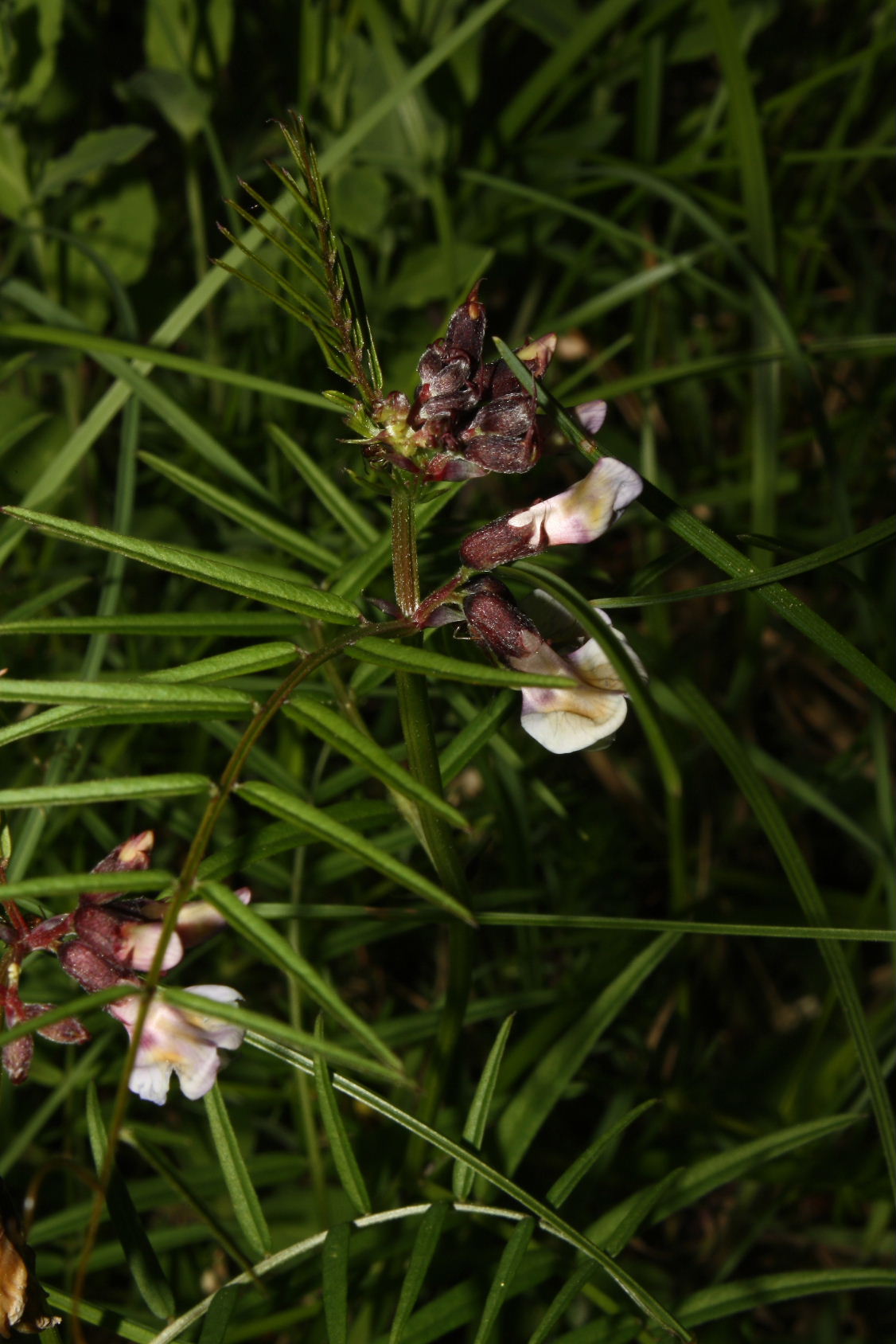 Vicia pannonica / Veccia ungherese