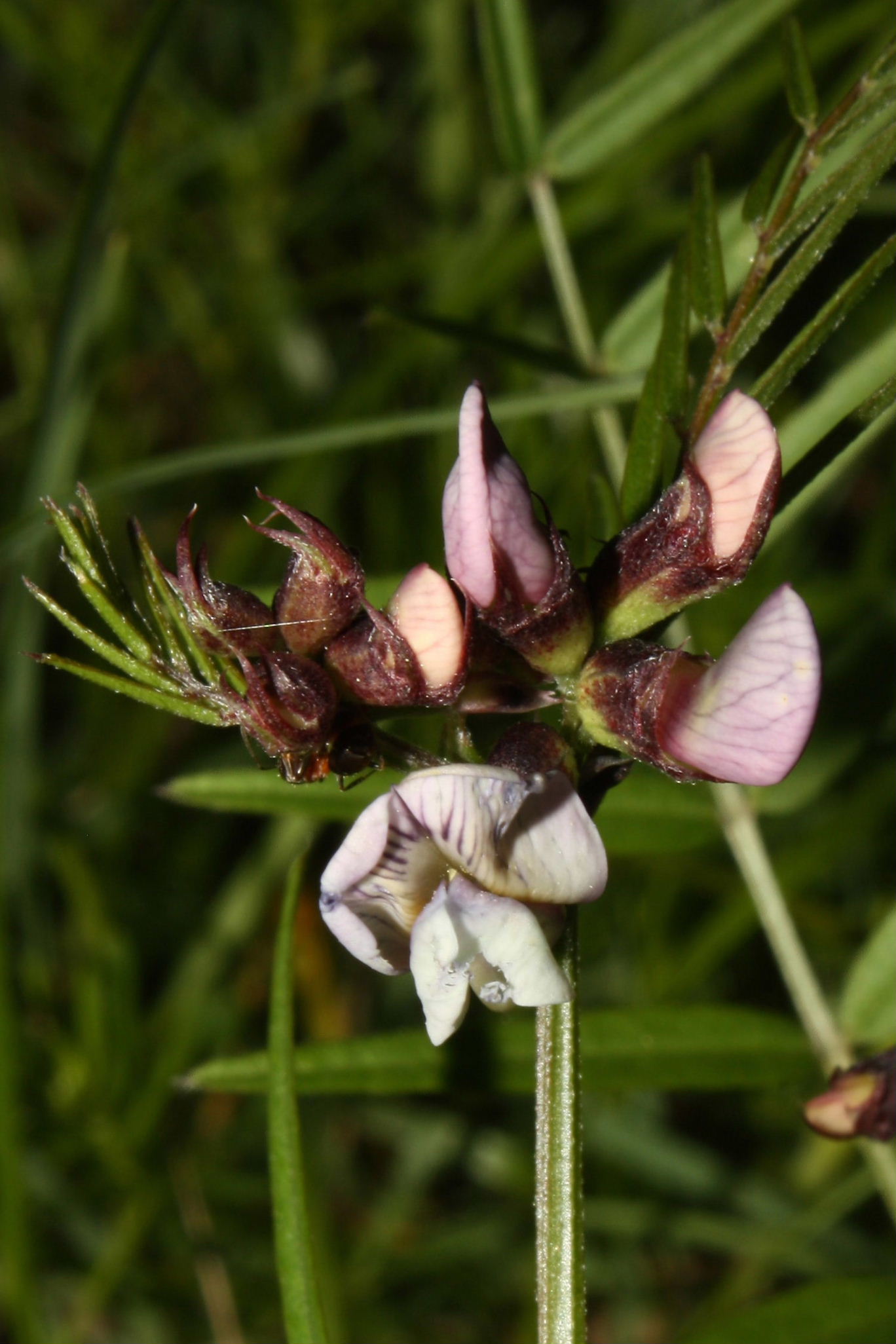 Vicia pannonica / Veccia ungherese