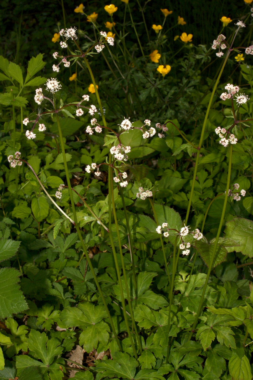 Bracco, (GE) : Sanicula europaea