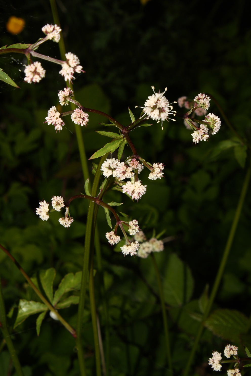 Bracco, (GE) : Sanicula europaea