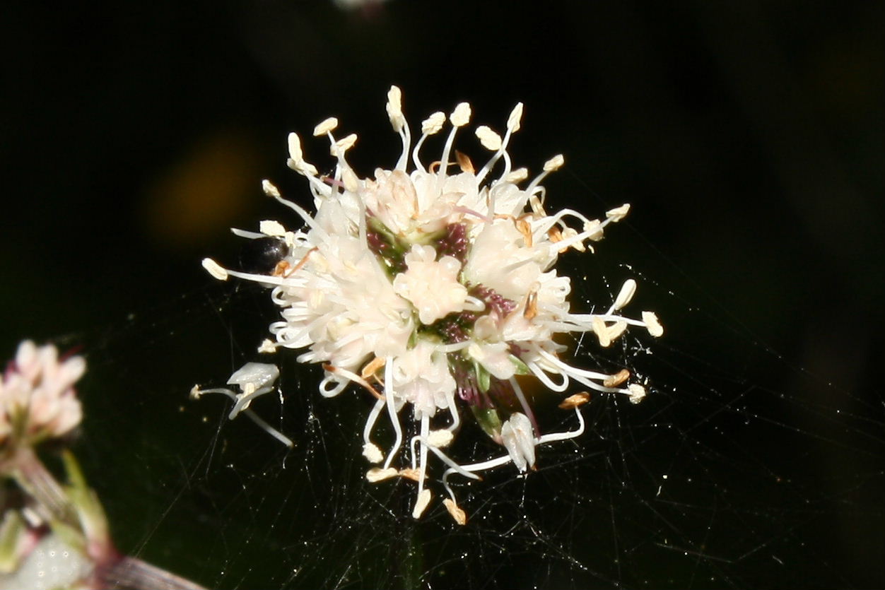 Bracco, (GE) : Sanicula europaea