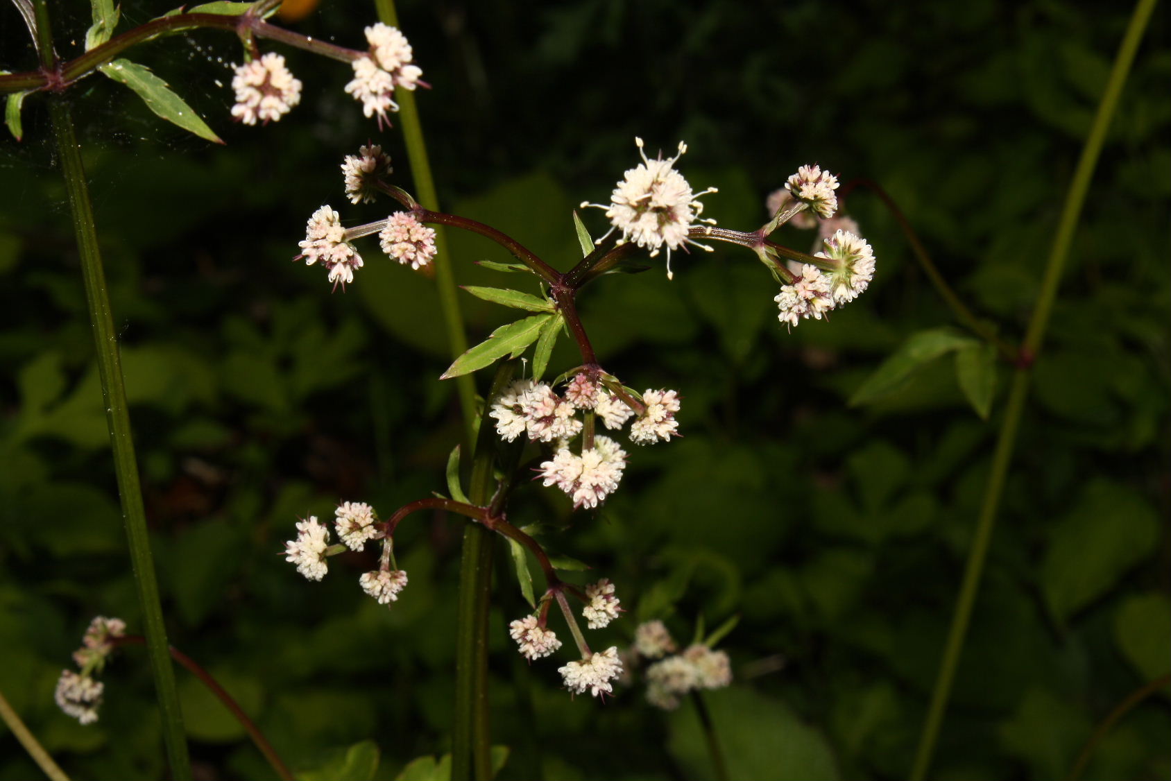 Bracco, (GE) : Sanicula europaea