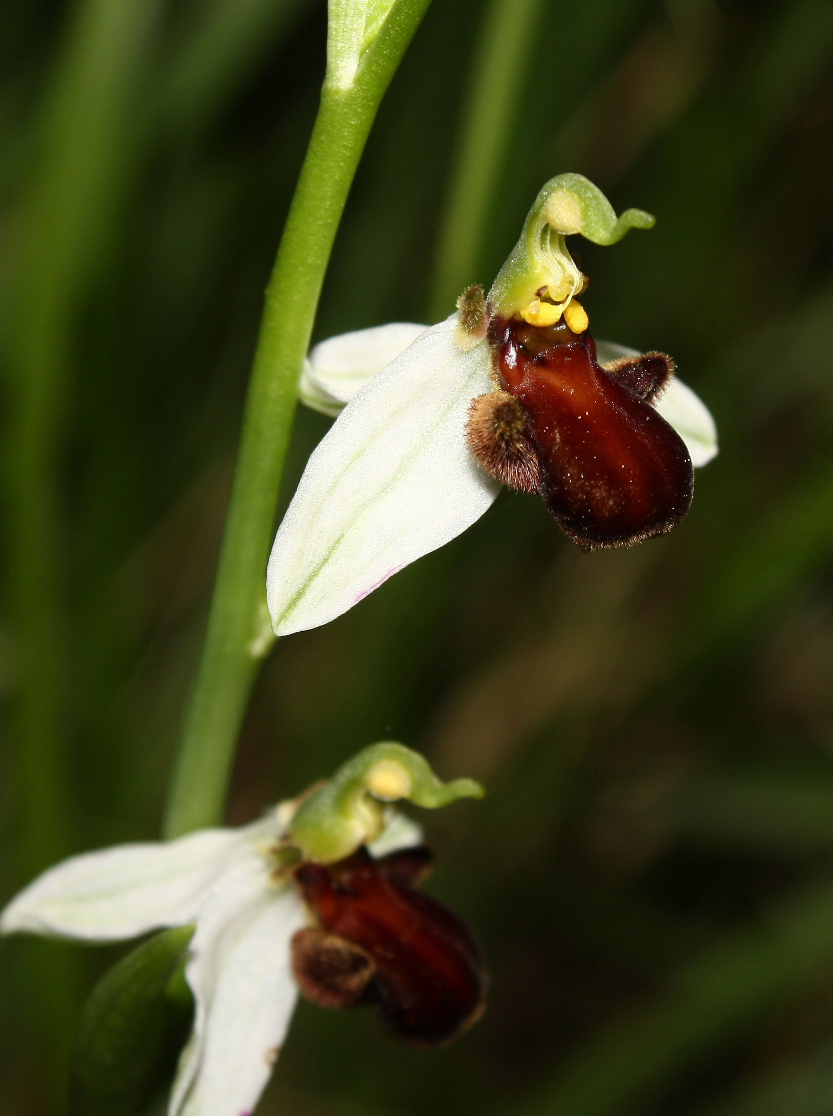 Ophrys apifera var. fulvo-fusca