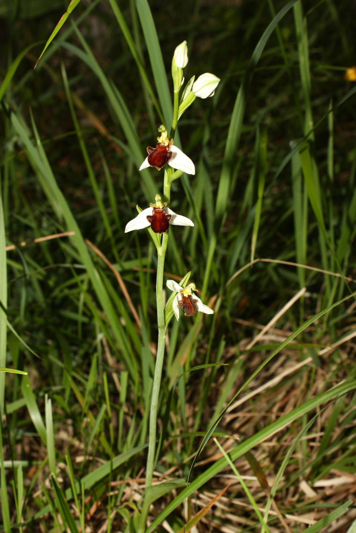 Ophrys apifera var. fulvo-fusca