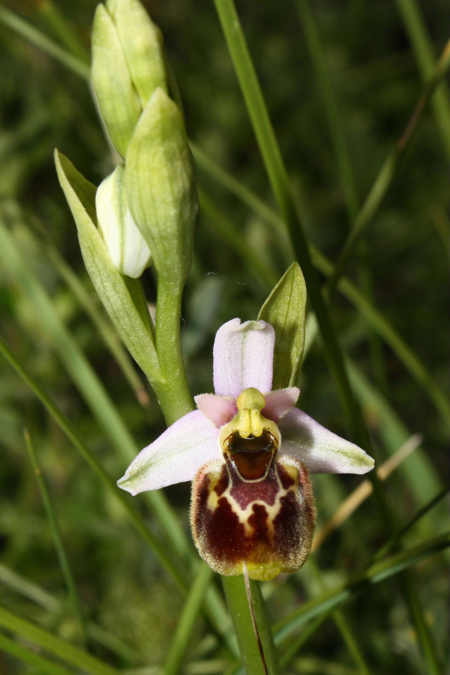 Ophrys fuciflora/holosericea-tetraloniae ???